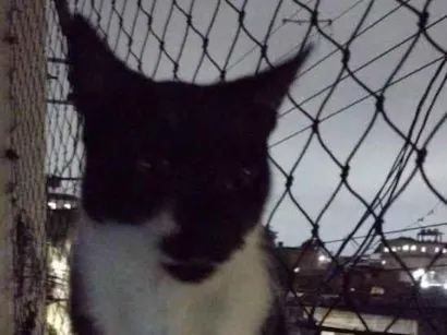 Gato ViraLata frajola  Medio 1-ano