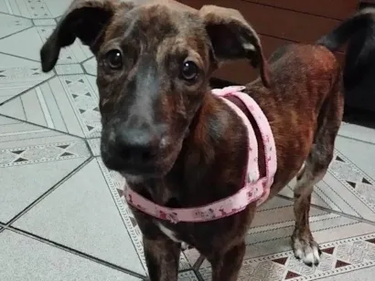 Cao Fila com vira lata Medio 2-a-6-meses