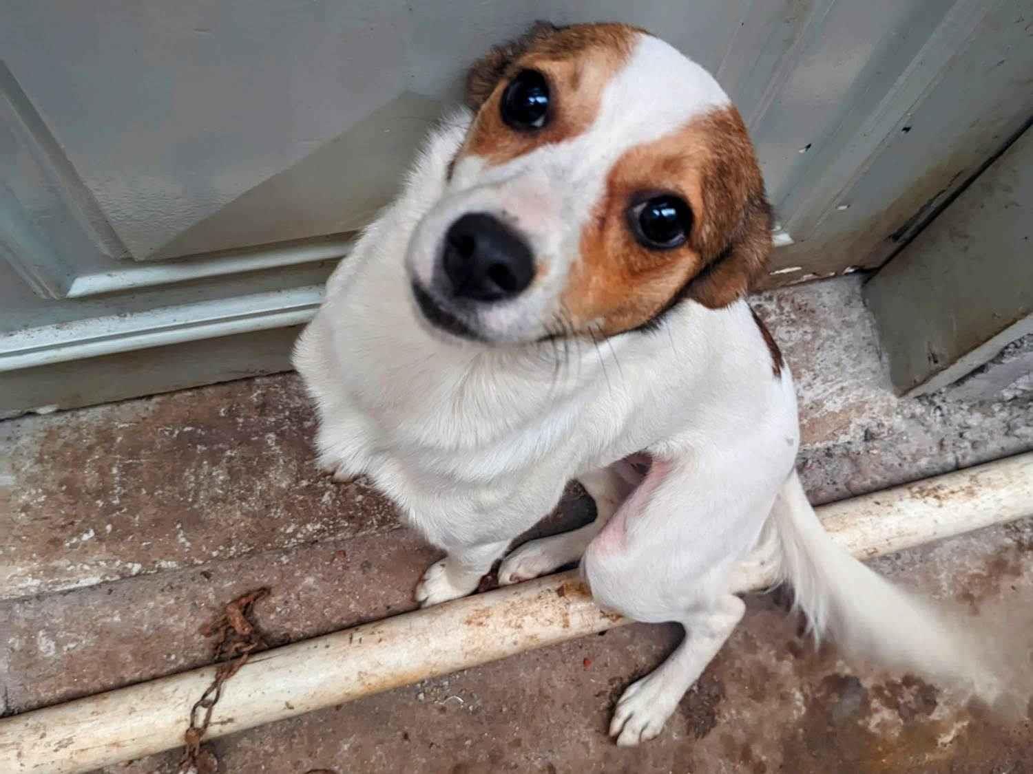 Adoção de Cachorro São Paulo/SP | Laika | 1 ano | Raça Srd | tamanho Pequeno
