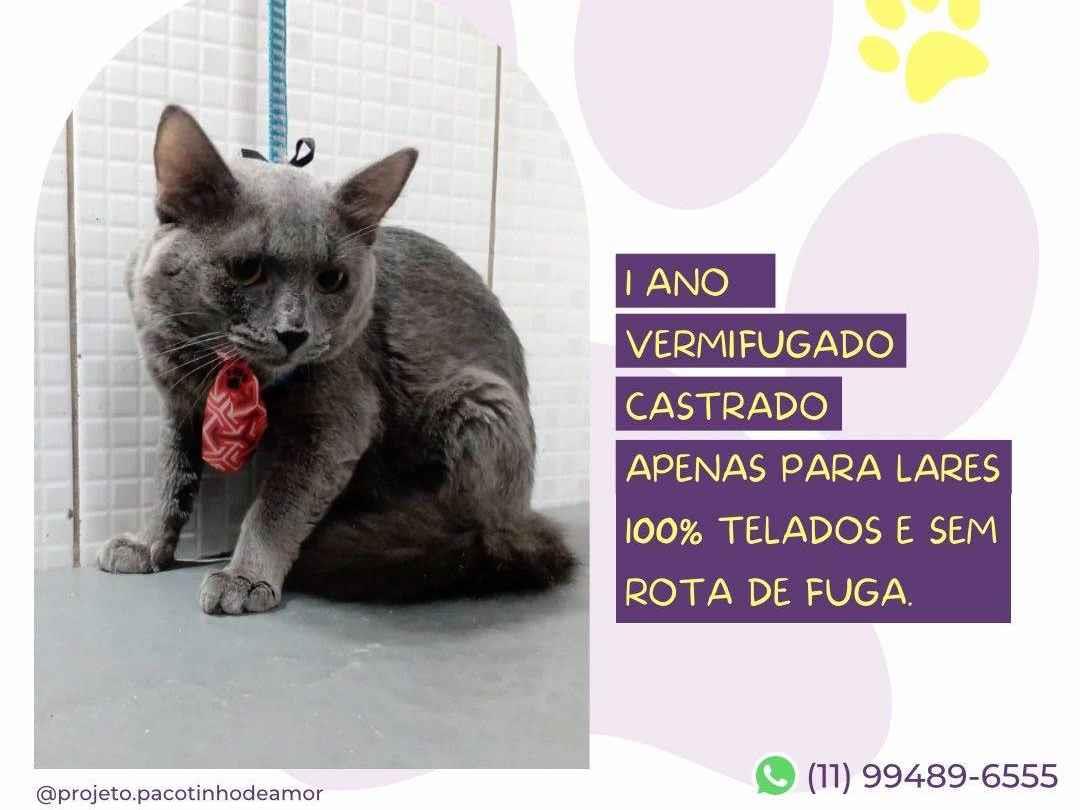 Adoção de Gato São Paulo/SP | Fred | 2 a 6 meses | Raça Srd | tamanho Pequeno