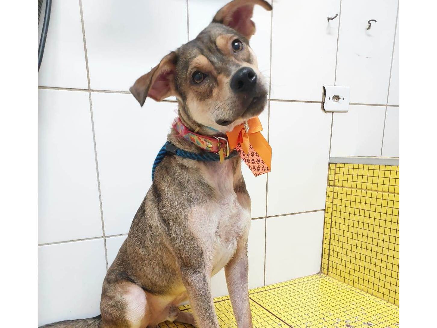 Adoção de Cachorro São Paulo/SP | CLEYTINHO | 2 a 6 meses | Raça SRD-ViraLata | tamanho Médio