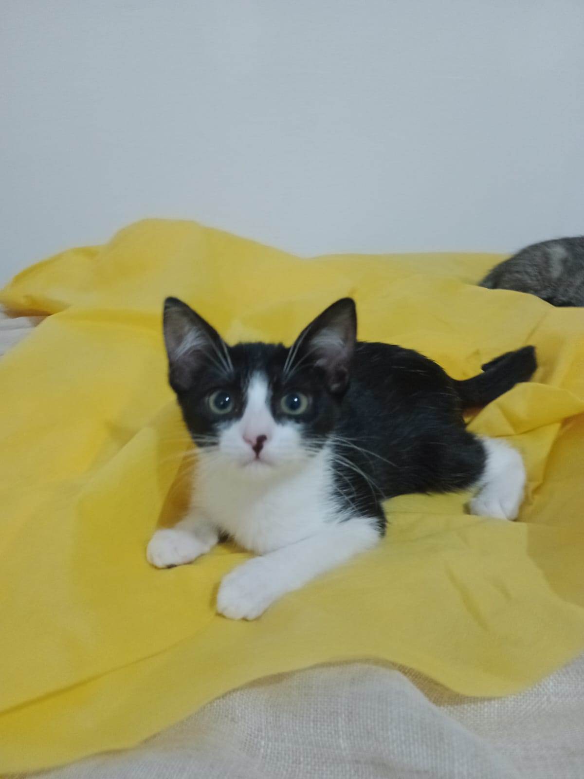 Gigi  para adoção | foto 2