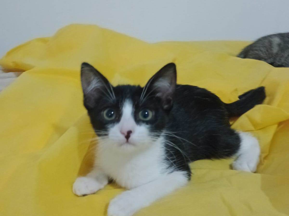 Gigi  para adoção | foto 3