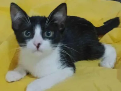 Gato SRD-ViraLata Medio 2-a-6-meses