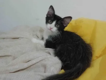 Gato SRD-ViraLata Medio 2-a-6-meses