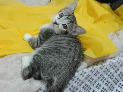 Gato SRD-ViraLata Medio 2-a-6-meses
