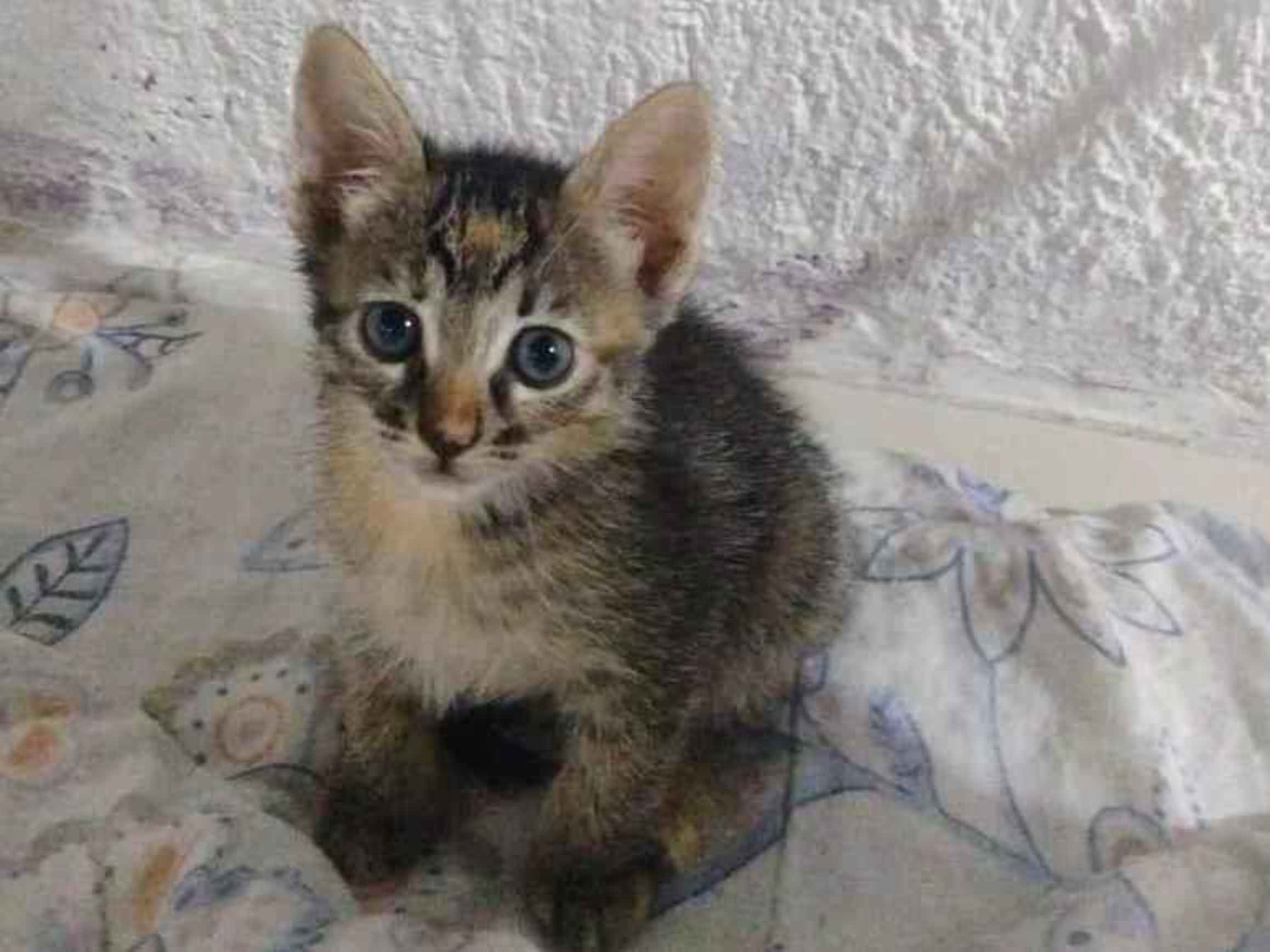 Adoção de Gato Campinas/SP | Sem nome 05  | Filhote | Raça SRD-ViraLata | tamanho Pequeno
