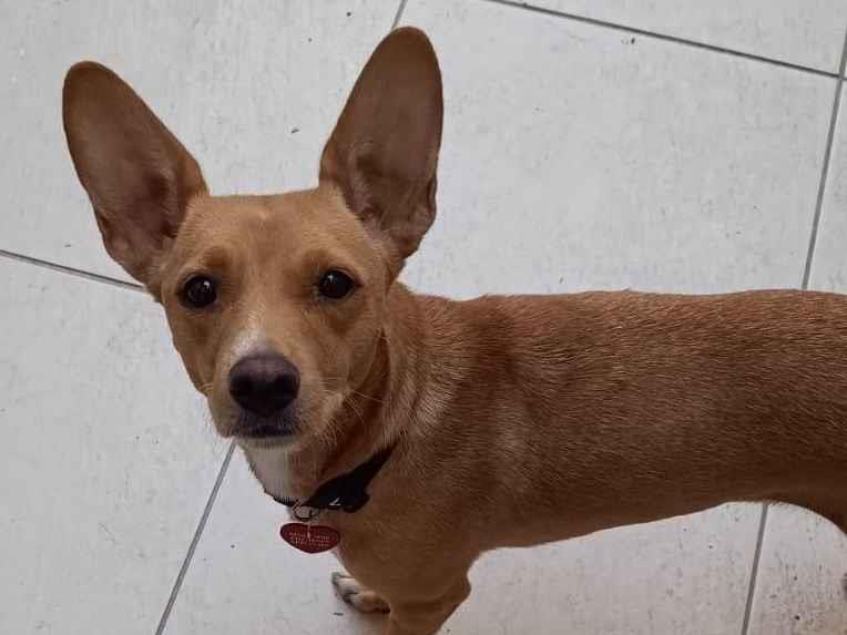 Adoção de Cachorro São Paulo/SP | ELVIS | 2 a 6 meses | Raça SRD | tamanho Pequeno