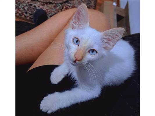 Gato Siamês Redpoint Pequeno 2-a-6-meses