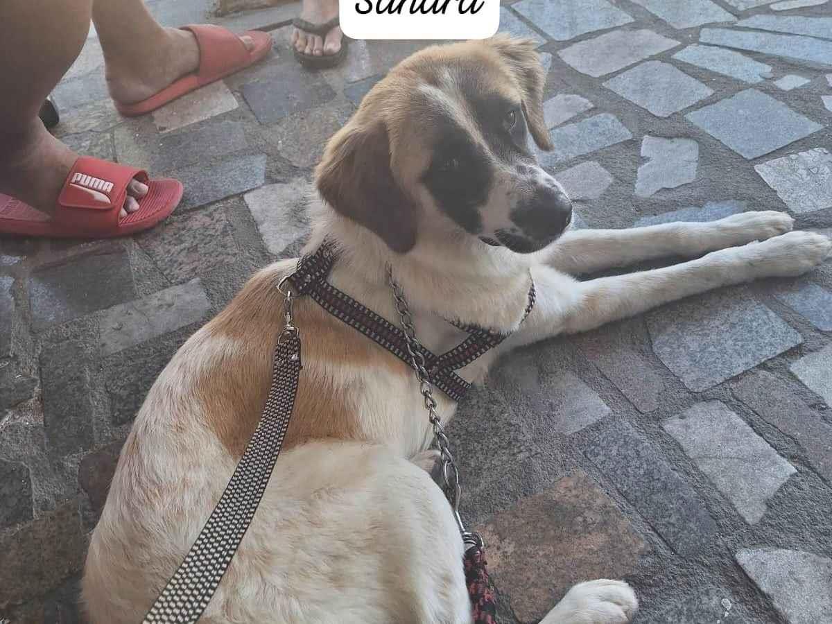 Adoção de Cachorro Rio de Janeiro/RJ | Pipoca | 2 anos | Raça Poodle | tamanho Pequeno