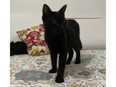 Gato SRD-ViraLata Medio 2-anos