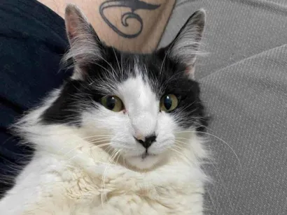 Gato SRD-ViraLata Pequeno 5-anos