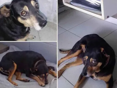 Cao SRD-ViraLata Pequeno 6-anos-Acima