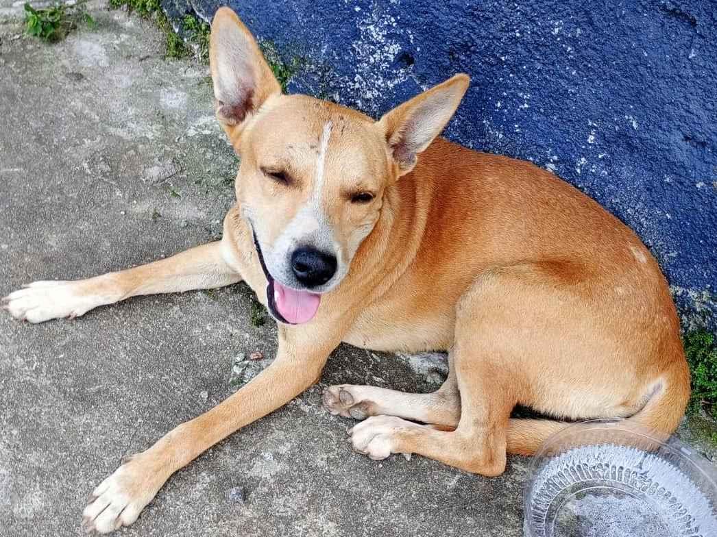 Cachorros e gatos de BARBARA DE SOUZA SIMAO (30) em SP - São Paulo