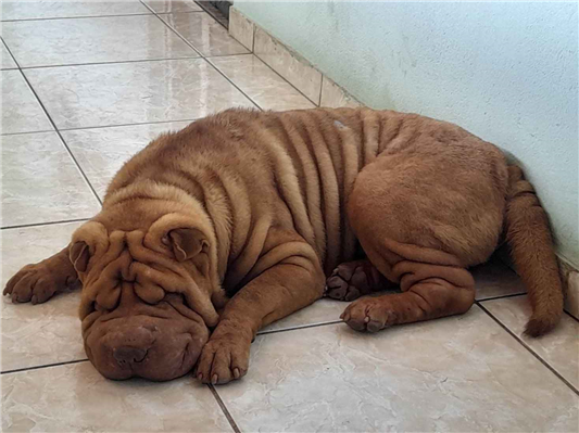 Cachorro tamanho Grande Macho 2-anos para adoção