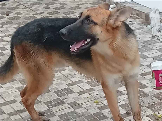 Cachorro tamanho Grande Macho 2-a-6-meses para adoção