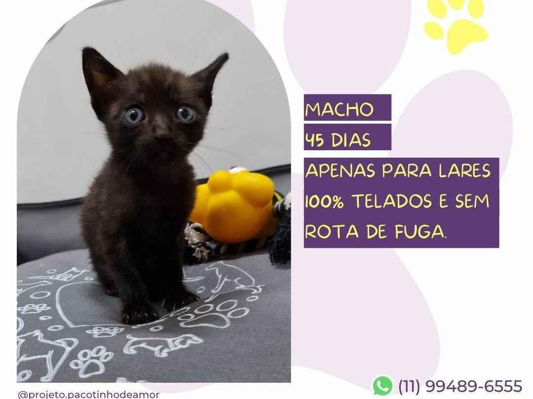 Adoção de Gato São Paulo/SP | Nina | Filhote | Raça Srd | tamanho Pequeno