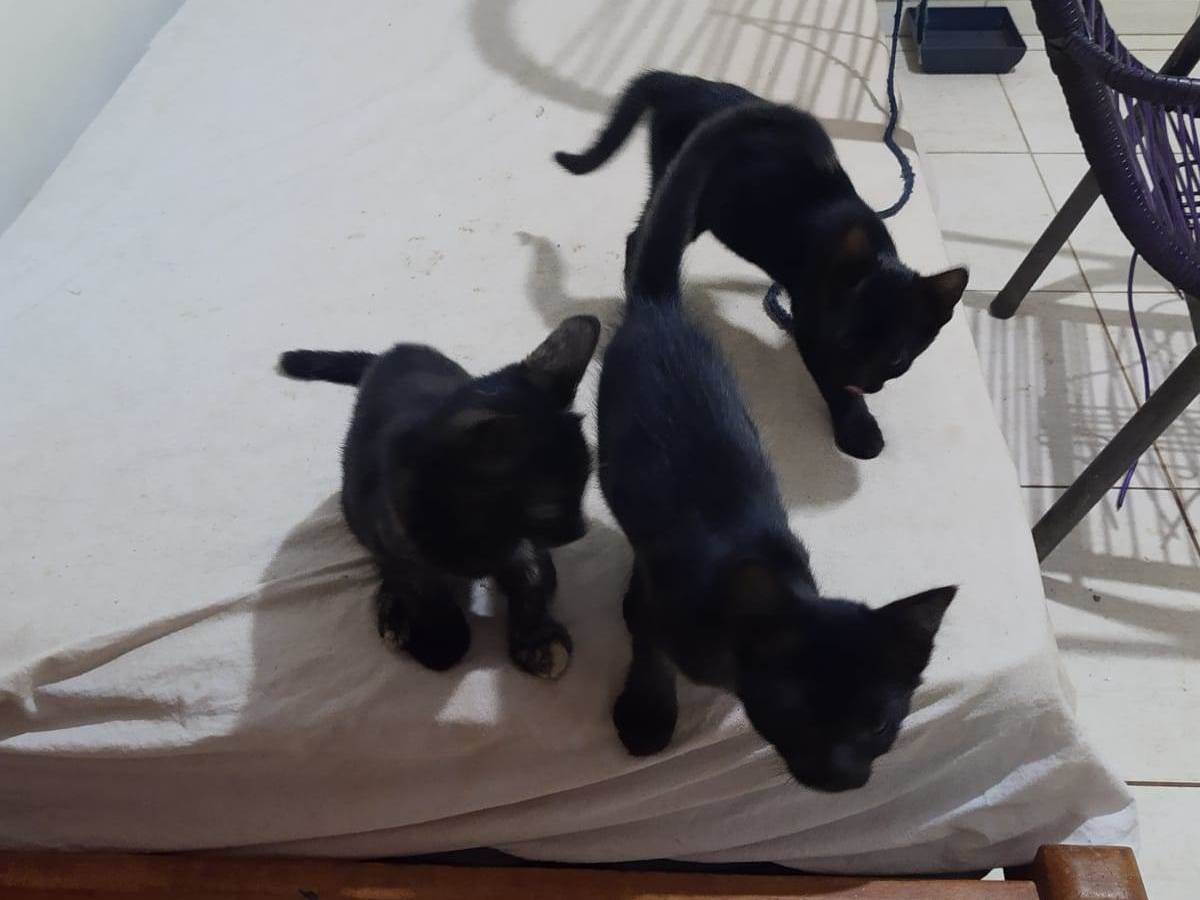 Adoção de Gato Campo Grande/MS | Miminhos | 2 a 6 meses | Raça  | tamanho Pequeno
