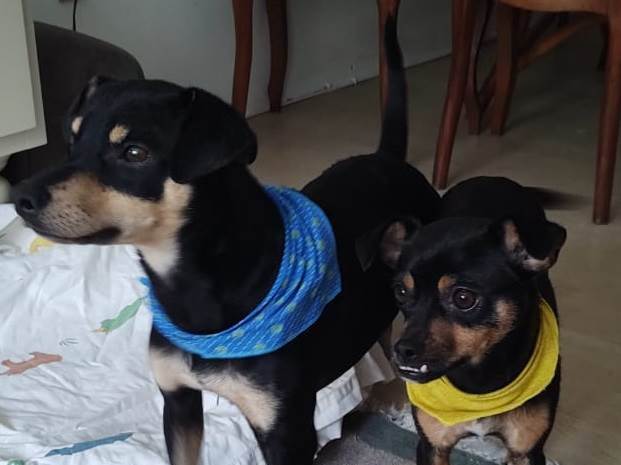 Adoção de Cachorro Porto Alegre/RS | JOAQUIM | 2 anos | Raça SRD-ViraLata | tamanho Médio
