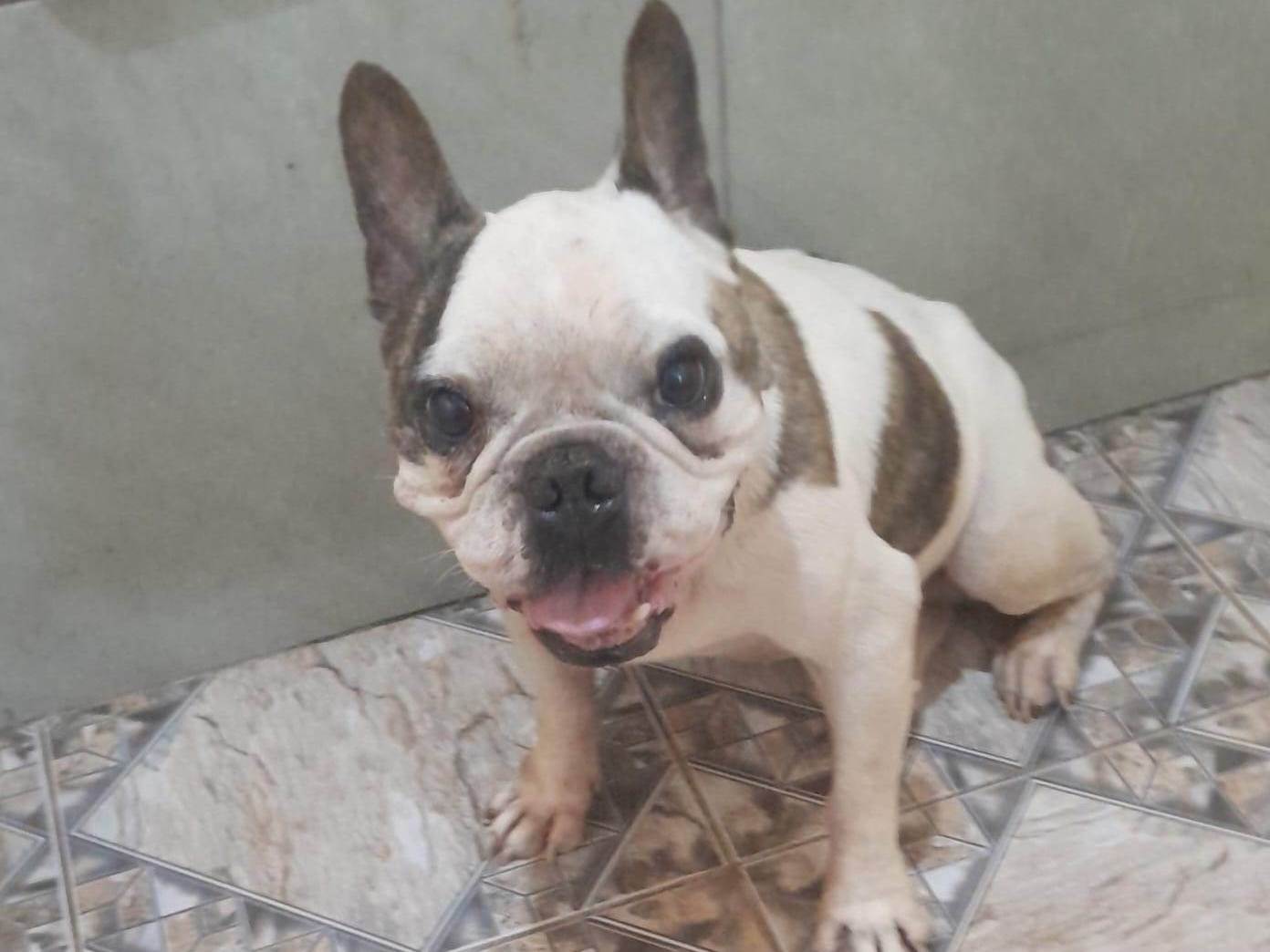 Adoção de Cachorro Rio de Janeiro/RJ | Pipoca | 2 anos | Raça Poodle | tamanho Pequeno