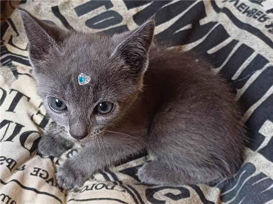 Russo azul adocao | Gato  Pequeno | Macho | Russo azul