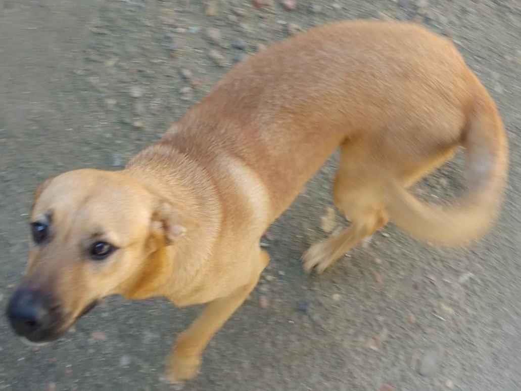 Adoção de Cachorro Jaraguá do Sul/SC | Lulu  | 2 a 6 meses | Raça Vira lata  | tamanho Médio