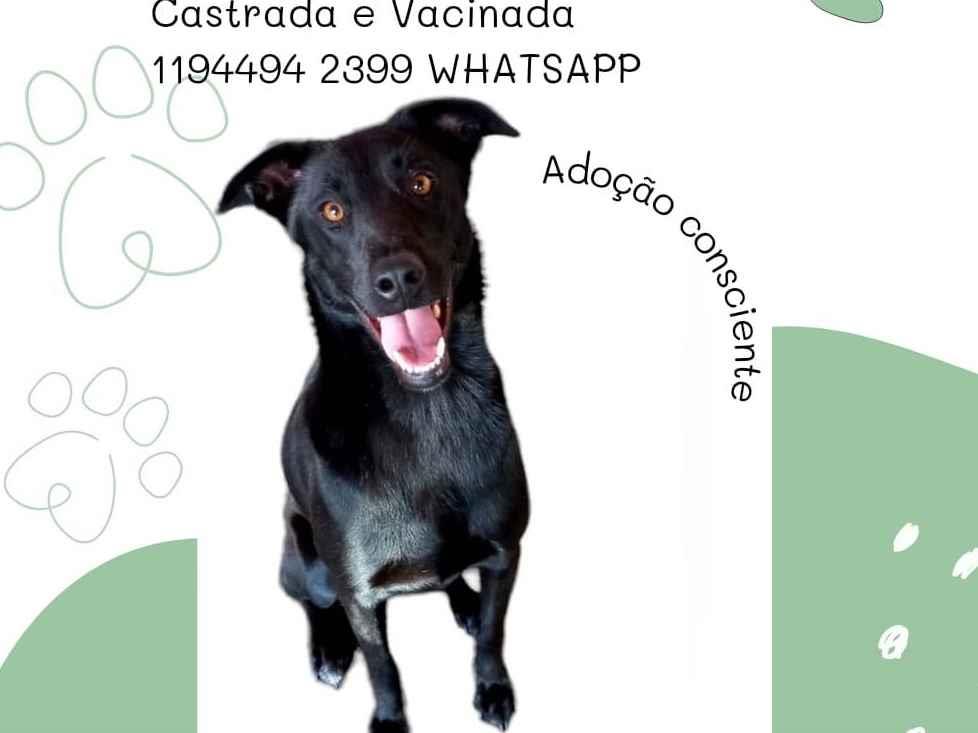Adoção de Cachorro Guarulhos/SP | OLIVER BLACK | 2 anos | Raça SRD-ViraLata | tamanho Médio