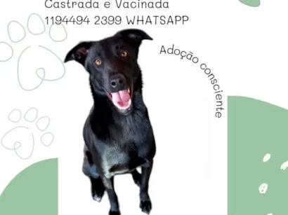 Cao SRD-ViraLata Grande 2-anos