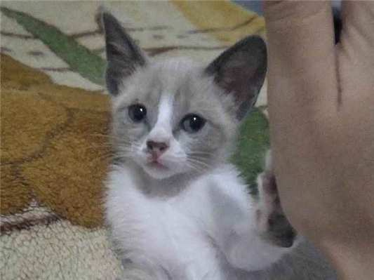 Gato tamanho Pequeno Femea Abaixo-de-2-meses para adoção