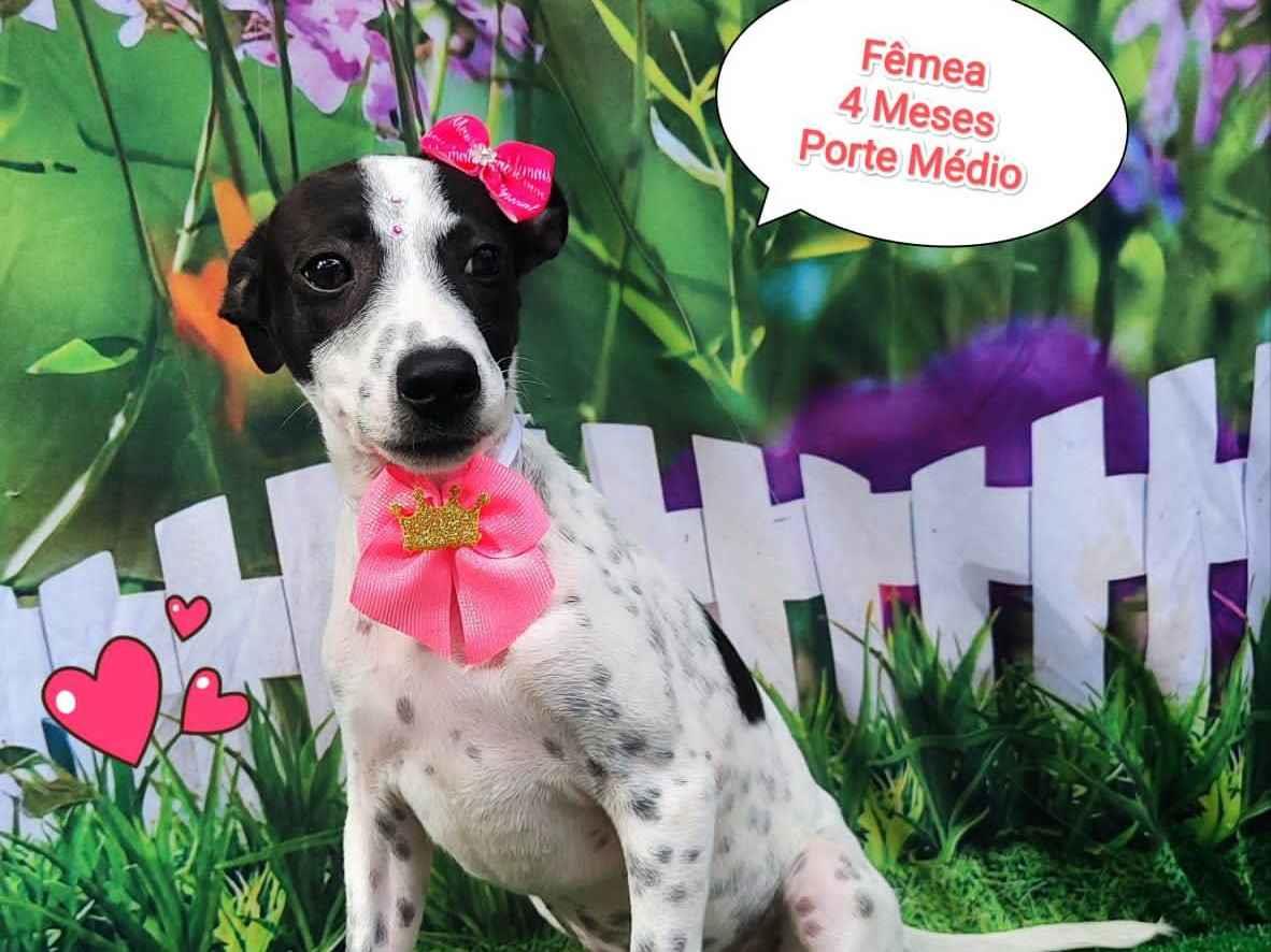 Adoção de Cachorro São Paulo/SP | Felicia | 2 a 6 meses | Raça Srd | tamanho Médio