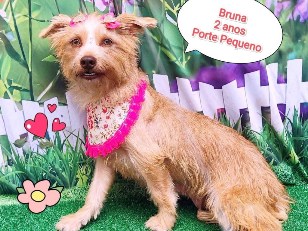 Adoção de Cachorro São Paulo/SP | Felicia | 2 a 6 meses | Raça Srd | tamanho Médio