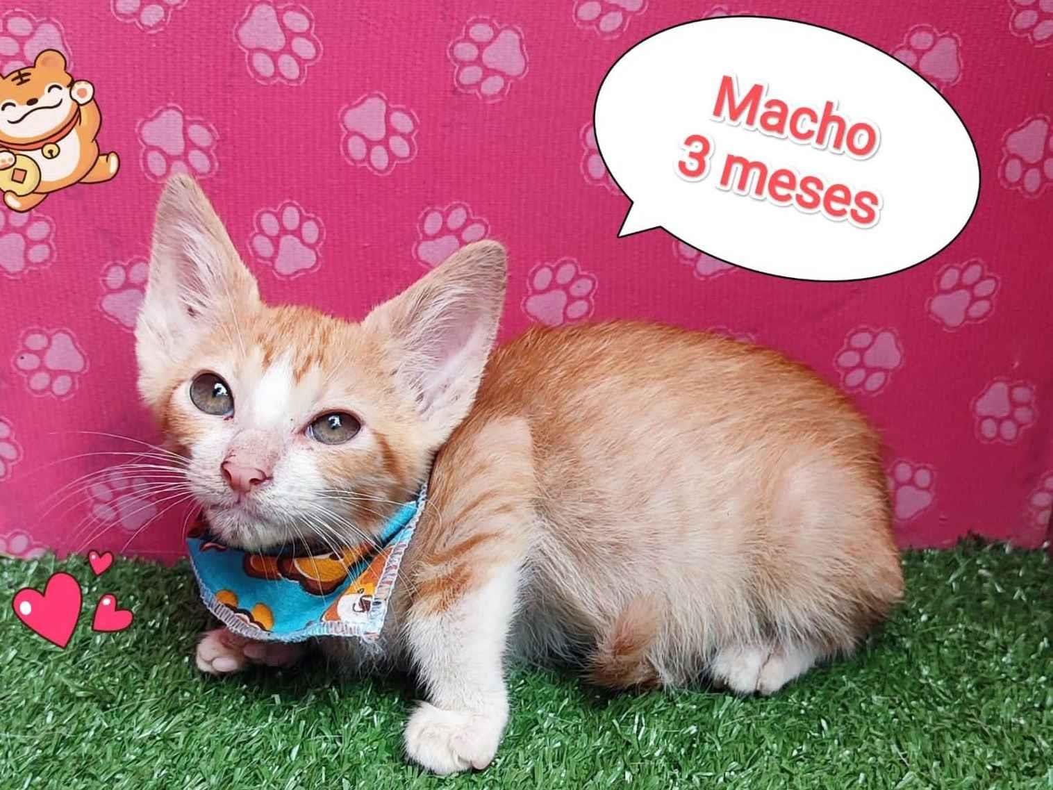 Adoção de Gato São Paulo/SP | Gato | 2 a 6 meses | Raça Srd | tamanho Pequeno