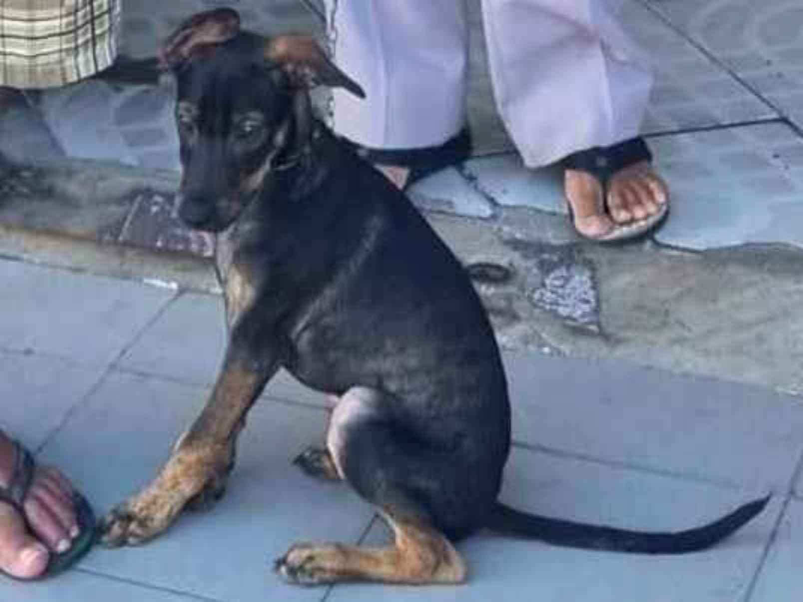 Adoção de Cachorro Rio de Janeiro/RJ | Casal Pit | 3 anos | Raça Pit-Bull | tamanho Grande