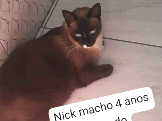 Nick | Gato  Medio | Macho | Desconhecido 