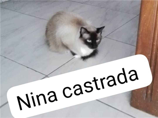 Nina | Gato  Pequeno | Femea | Desconhecido 