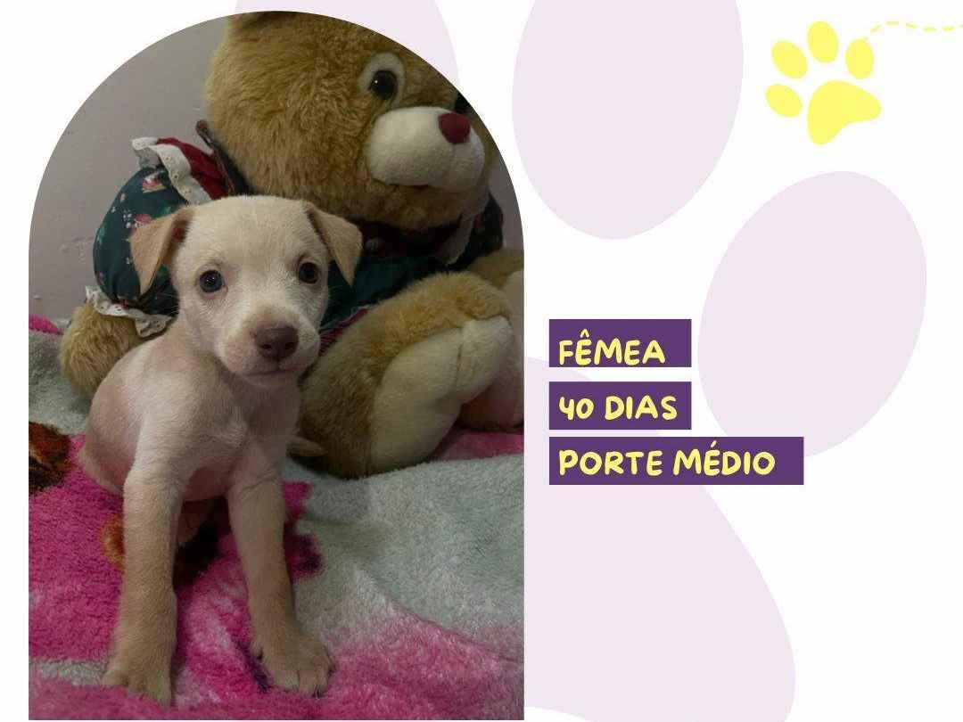 Adoção de Cachorro São Paulo/SP | Neguinho | Filhote | Raça Sem raça definida  | tamanho Médio