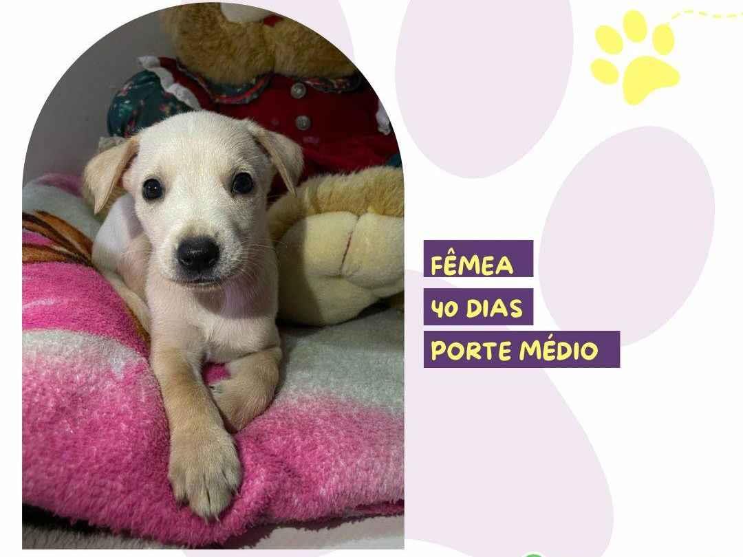 Adoção de Cachorro São Paulo/SP | Lola | 1 ano | Raça Srd | tamanho Médio