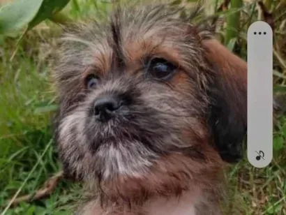 Cao Mestiço shitzu Pequeno 2-a-6-meses