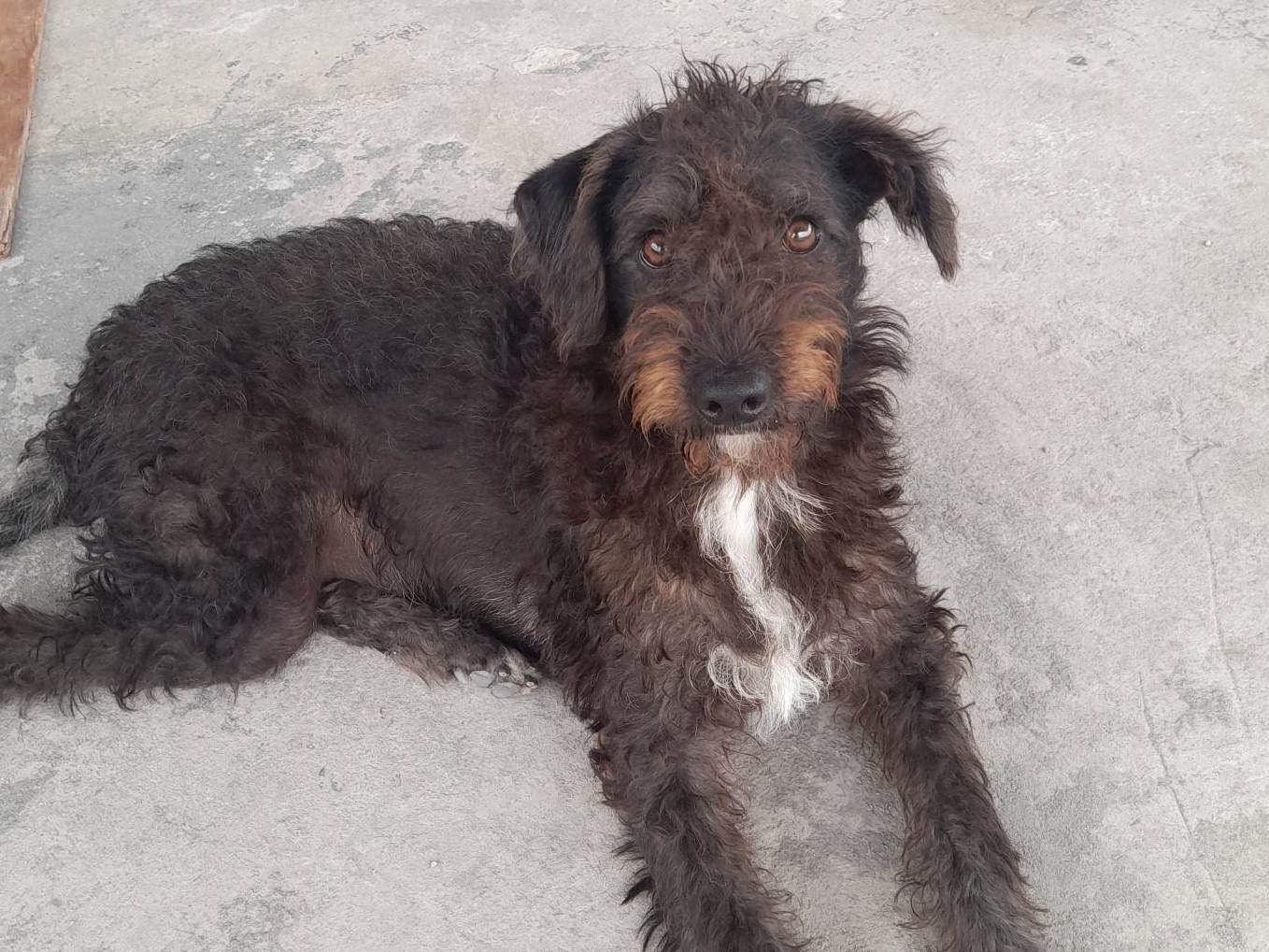 Cachorros de BARBARA DE SOUZA SIMAO (30) em SP - São Paulo
