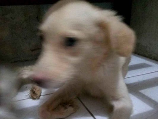 Cachorro tamanho Pequeno Macho 1-ano para adoção