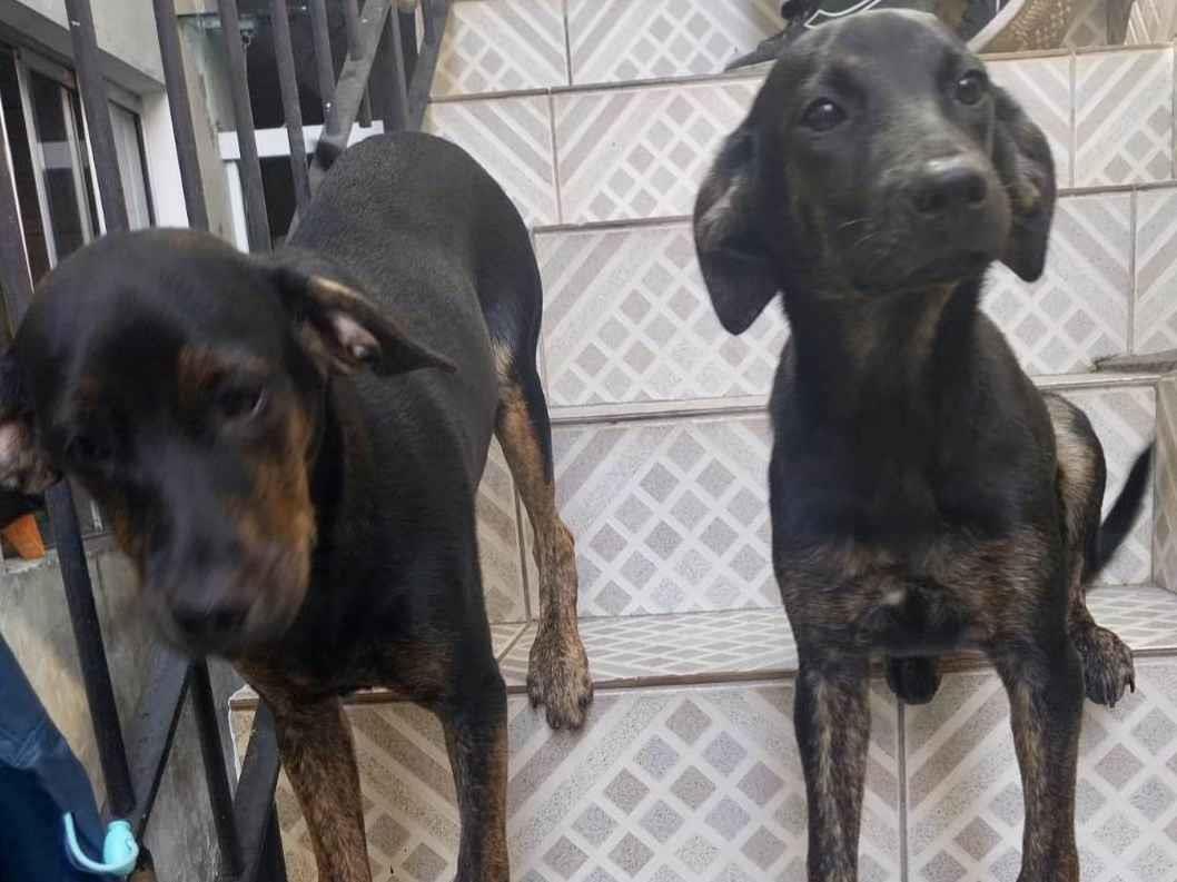 Adoção de Cachorro São Paulo/SP | Choquito | 2 a 6 meses | Raça SRD-ViraLata | tamanho Médio