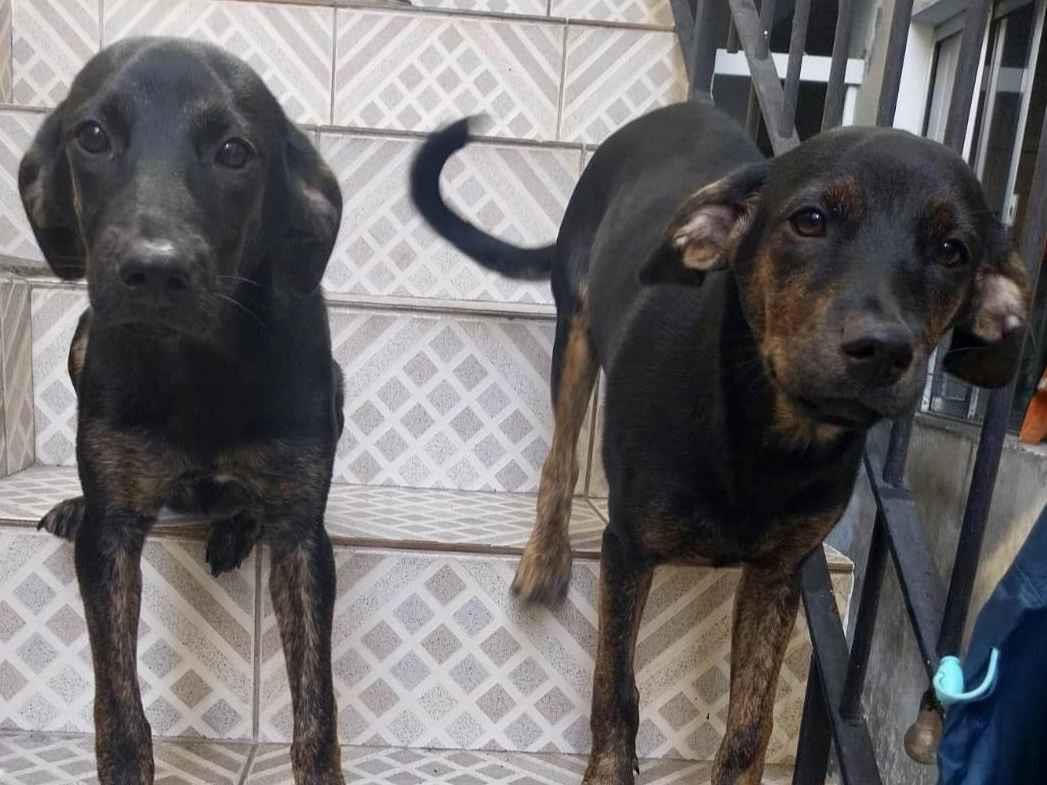 Adoção de Cachorro São Paulo/SP | Meg | 2 anos | Raça SRD | tamanho Grande