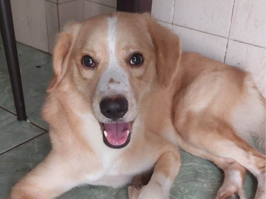 Adoção de Cachorro Recife/PE | Amora | 7 a 11 meses | Raça Mestiça  | tamanho Médio