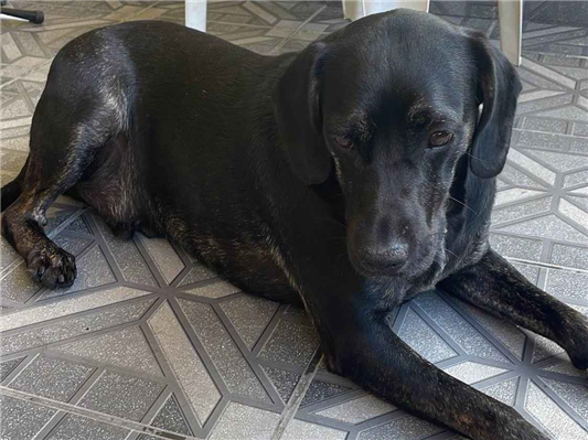 Cachorro tamanho Medio Macho 2-anos para adoção