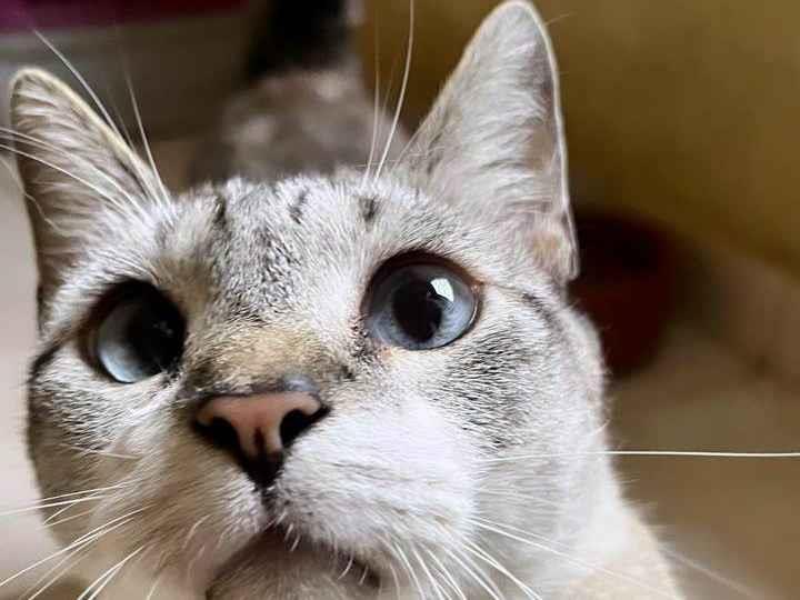 Adoção de Gato São Paulo/SP | Miumiu linda gatinha | 1 ano | Raça Srd | tamanho Pequeno