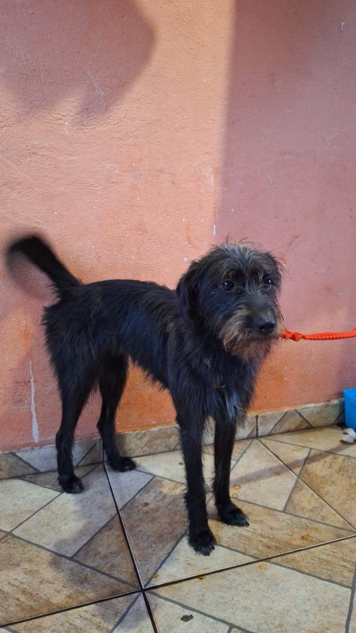 Maia  para adoção | foto 3
