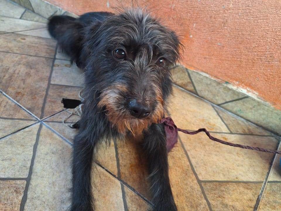 Maia  para adoção | foto 1