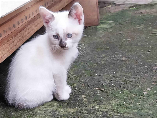 Gato tamanho Pequeno Macho Abaixo-de-2-meses para adoção