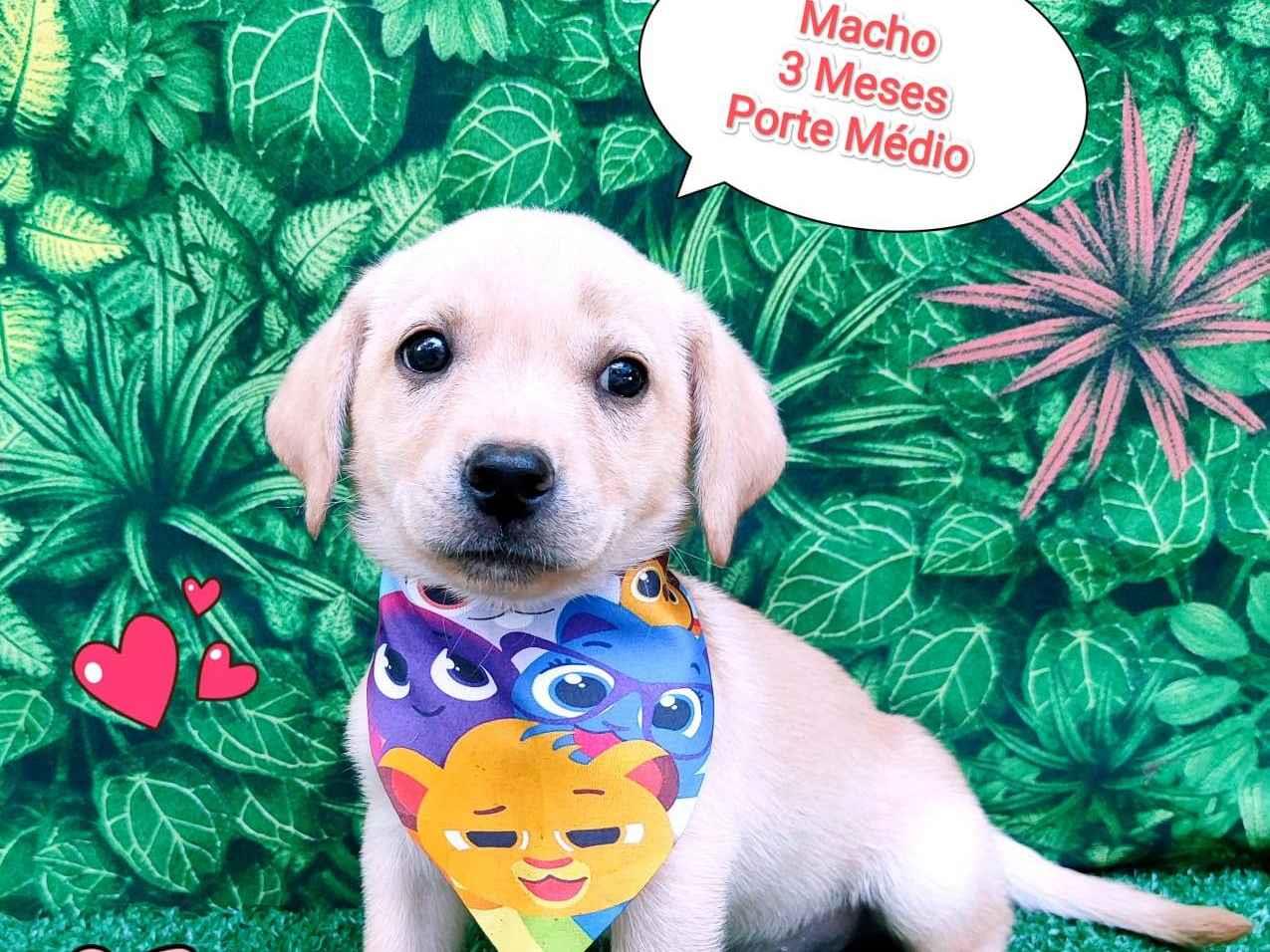 Adoção de Cachorro São Paulo/SP | candy | 2 a 6 meses | Raça SRD-ViraLata | tamanho Médio
