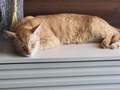 Gato NRD Medio 2-anos
